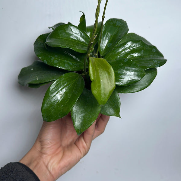 How to Care for Hoya Quinquenervia