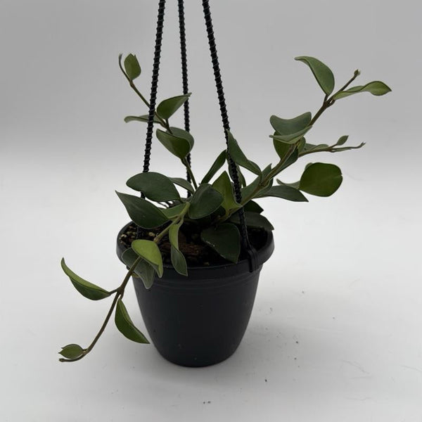 How to Care for Hoya Nummularioides Hanging Basket