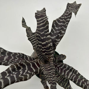 How to Care for Cryptanthus Earth Star