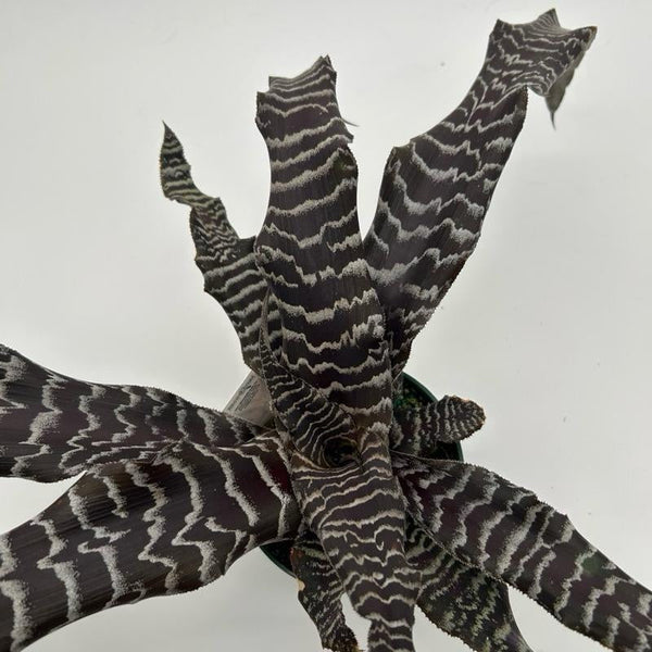 How to Care for Cryptanthus Earth Star