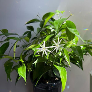 How to Care for Angel Wing Star Jasmine