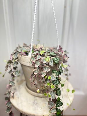 How to Care for Variegated String of Hearts