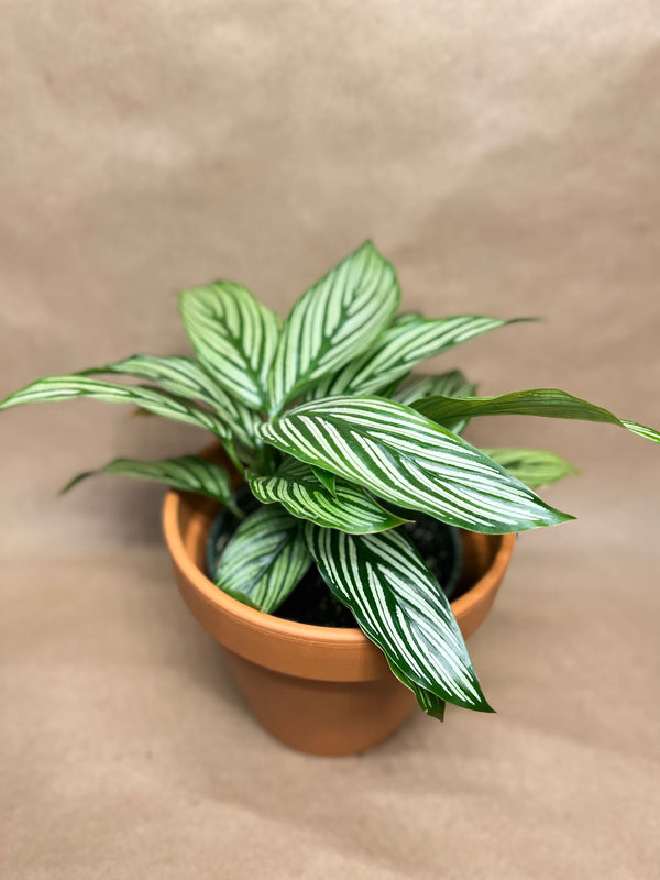 How to Care for Calathea Vittata