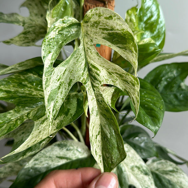 How to Care for Epipremnum Pinnatum Marble Flame