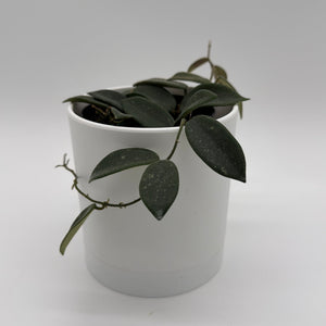 How to Care for Hoya Thomsonii