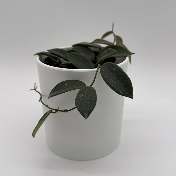 How to Care for Hoya Thomsonii