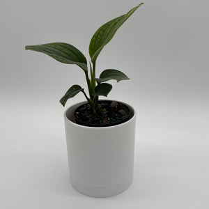 How to Care for Monstera Pinnatipartita