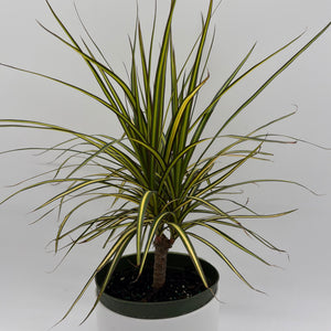 How to Care for Dracaena Ray Of Sunshine