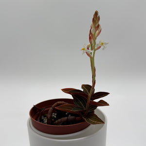 How to Care for Jewel Orchid Ludisia Dark Leaf