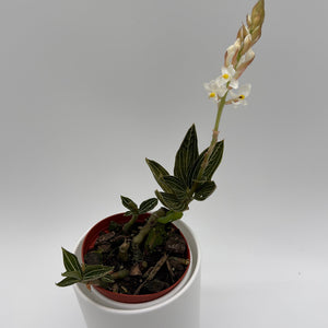 How to Care for Jewel Orchid Ludisia Galaxy