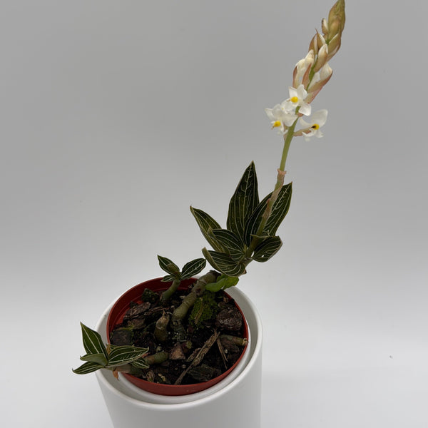 How to Care for Jewel Orchid Ludisia Galaxy