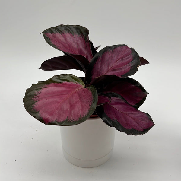 How to Care for Calathea Pink Star Rosy