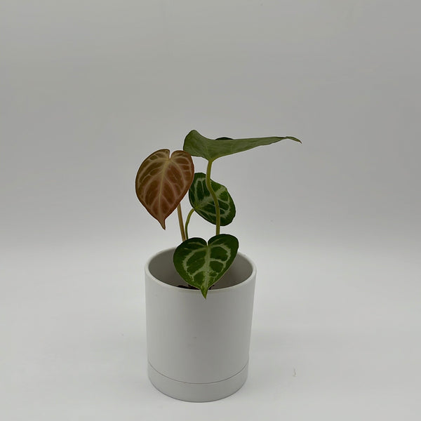 How to Care for Anthurium Dorayakii Silver Blush