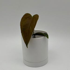 How to Care for Anthurium Queen of Hearts