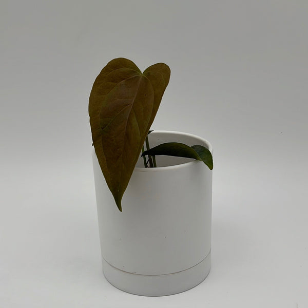 How to Care for Anthurium Queen of Hearts
