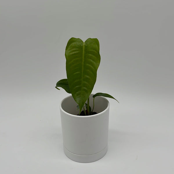 How to Care for Anthurium Veitchii King