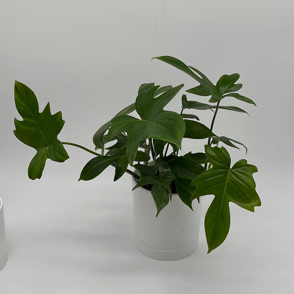 How to Care for Philodendron Florida Green