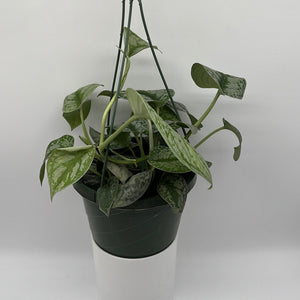 How to Care for Pothos Silver Scindapsus Pictus