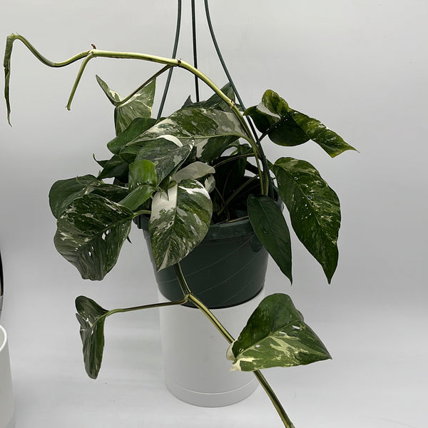 How to Care for Epipremnum Pinnatum Albo Flame