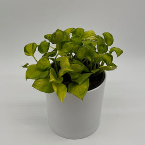 How to Care for Pothos NJoy Neon