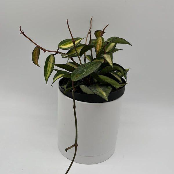 How to Care for Hoya Latifolia Pot of Gold