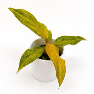 How to Care for Philodendron 'Tangerine'