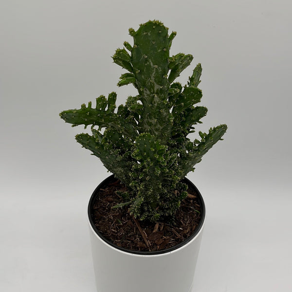 How to Care for Josephs Coat Cactus