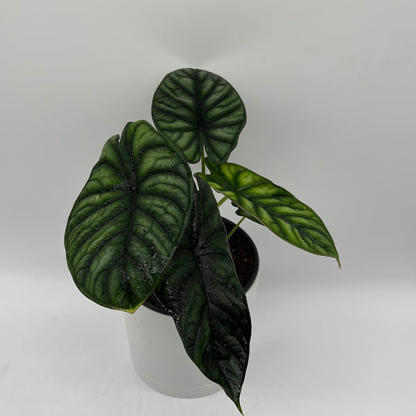 How to Care for Alocasia Baginda Dragon Scale