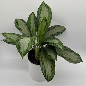 How to Care for Aglaonema Silver Bay
