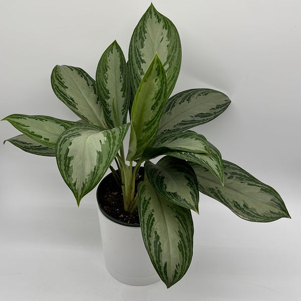 How to Care for Aglaonema Silver Bay