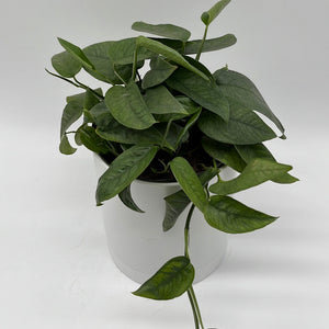 How to Care for Pothos Cebu Blue