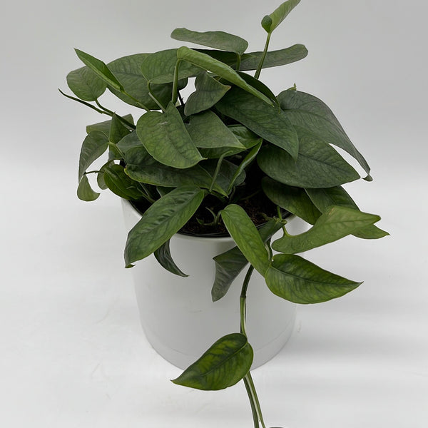 How to Care for Pothos Cebu Blue