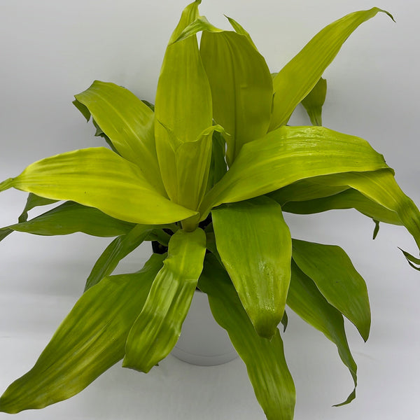 How to Care for Dracaena Limelight