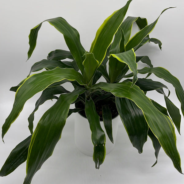 How to Care for Dracaena Art