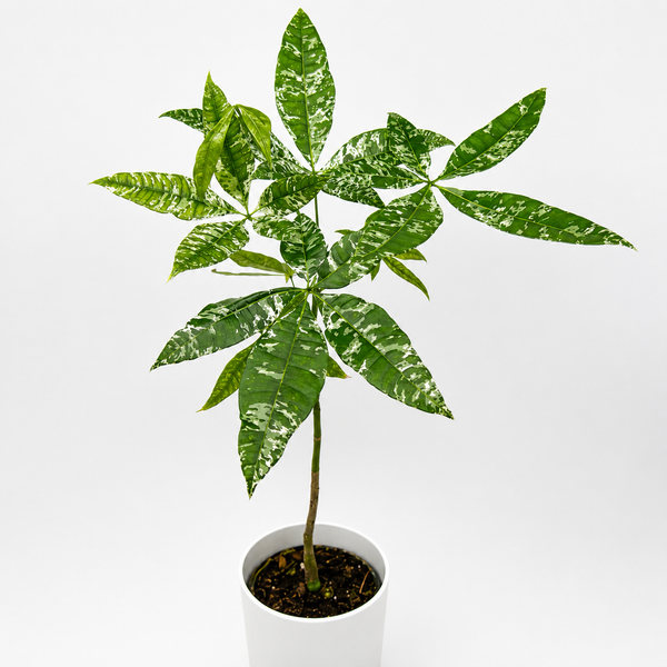 How to Care for Variegated Money Tree