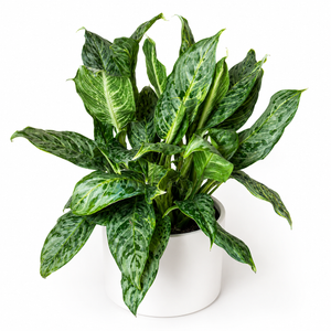 How to Care for Aglaonema Pictum 'Peacock'