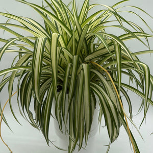 How to Care for Inner Variegated Spider Plant