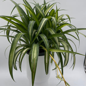 How to Care for Variegated Hawaiian Spider Plant