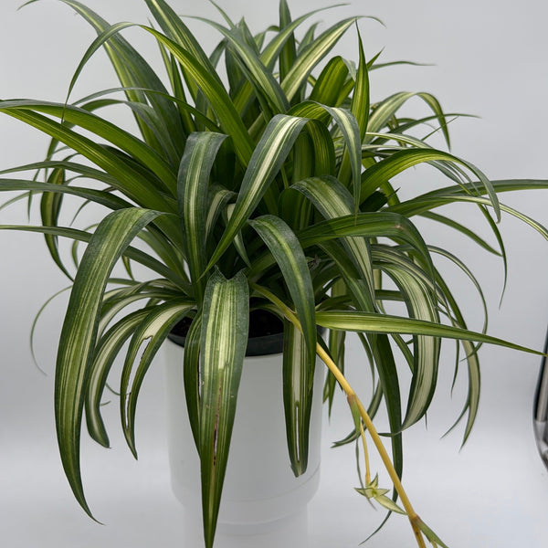 How to Care for Variegated Hawaiian Spider Plant