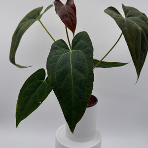 How to Care for Anthurium Red Crystal Crystallinum