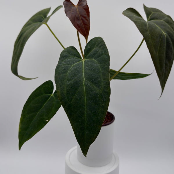 How to Care for Anthurium Red Crystal Crystallinum