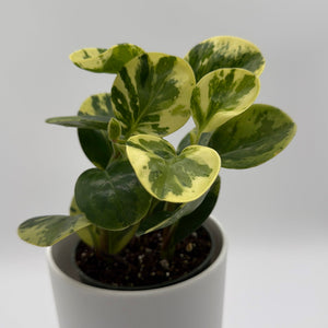 How to Care for Peperomia Obtusifolia Pepperface