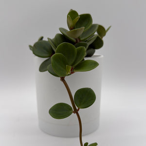 How to Care for Peperomia Hope