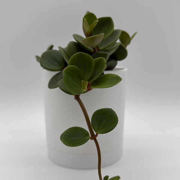 How to Care for Peperomia Hope
