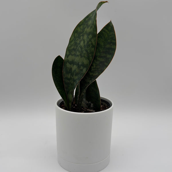 How to Care for Sansevieria Masoniana (Whale Fin)