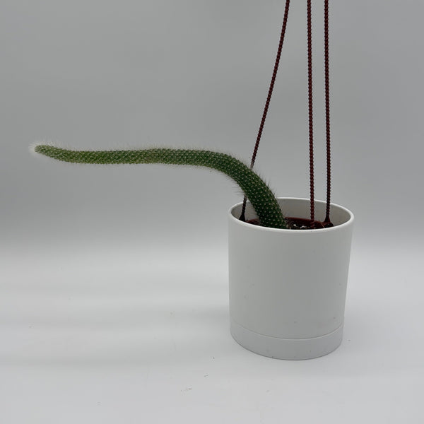 How to Care for Monkey Tail Cactus