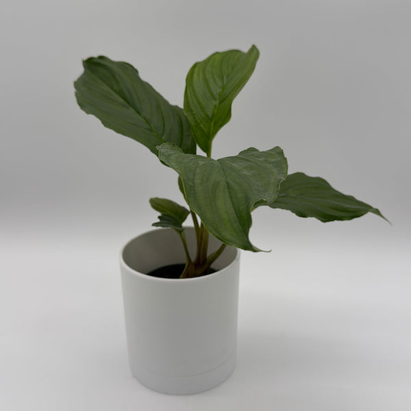 How to Care for Tacca Chantrieri (Bat Flower)