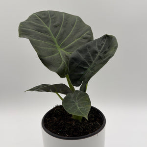 How to Care for Alocasia Regal Shields Sumo