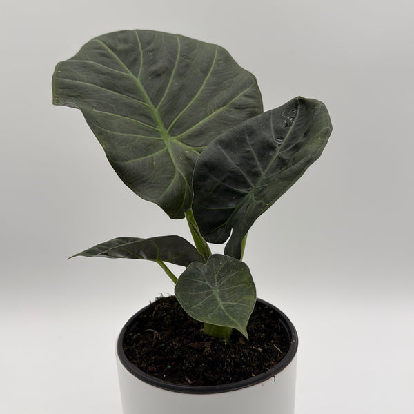 How to Care for Alocasia Regal Shields Sumo
