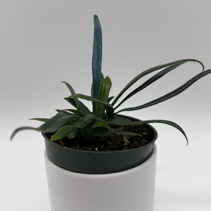 How to Care for Blue Oil Fern
